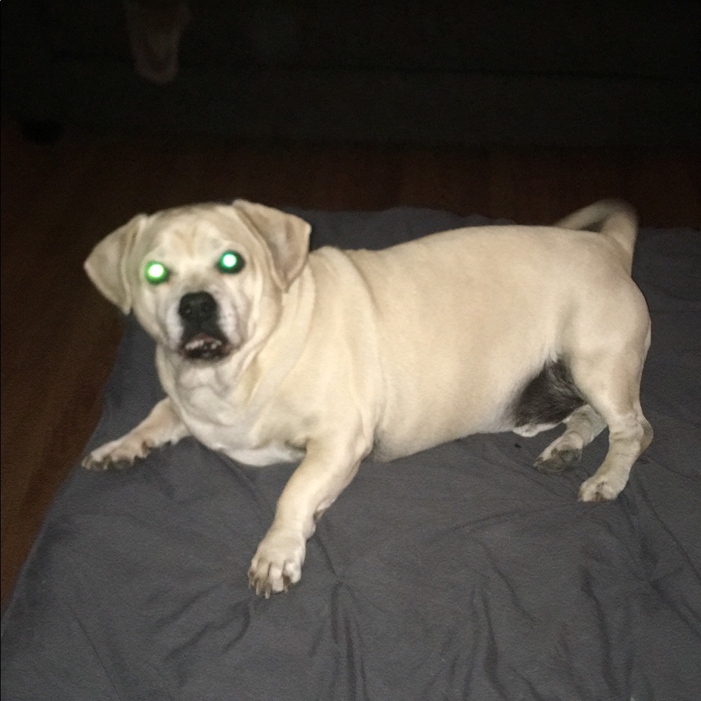 Meet your Posher, Moshe